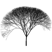 vp/fractales/arbres.3