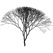 vp/fractales/arbres.9